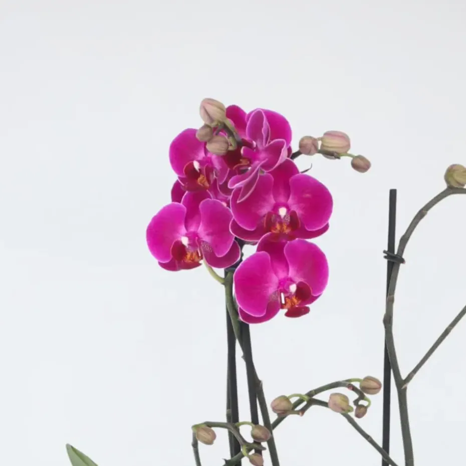 Orchidee paars - Phalaenopsis Multiflora - Hoogte 35-45cm - ⌀12cm