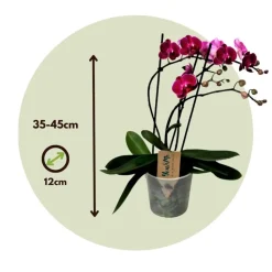 Orchidee paars - Phalaenopsis Multiflora - Hoogte 35-45cm - ⌀12cm