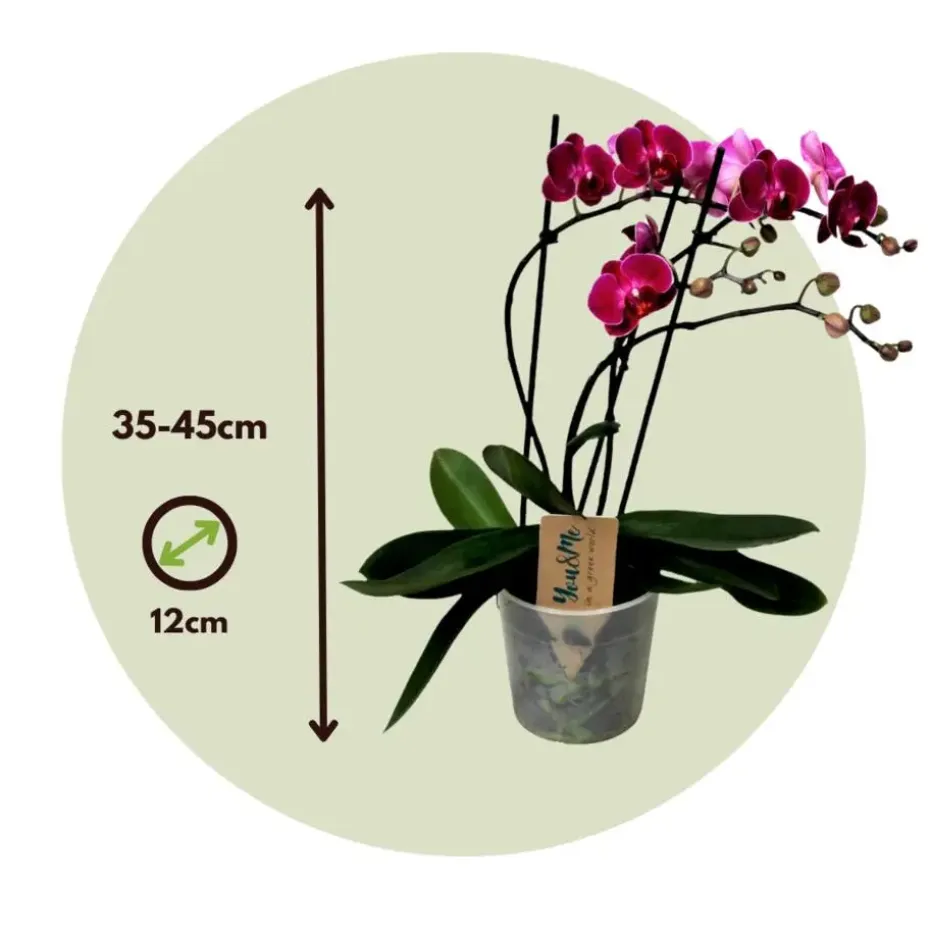 Orchidee paars - Phalaenopsis Multiflora - Hoogte 35-45cm - ⌀12cm