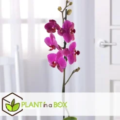 Orchidee paars - Phalaenopsis Multiflora - Hoogte 35-45cm - ⌀12cm
