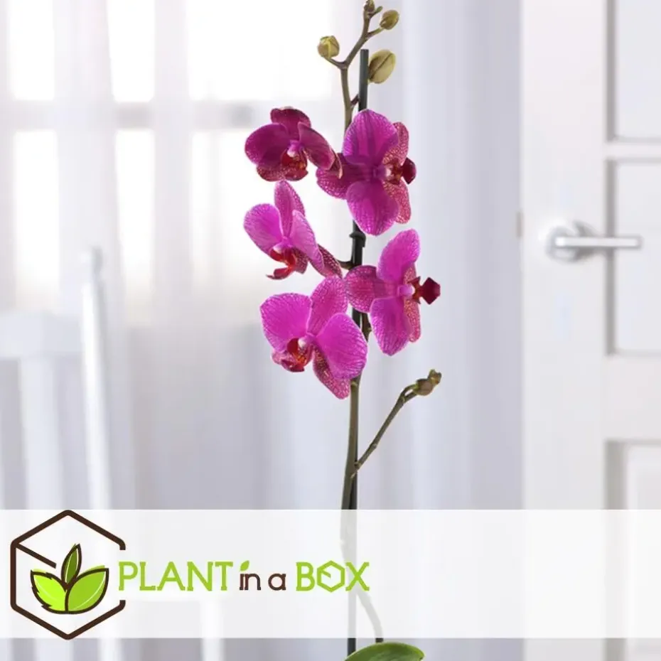 Orchidee paars - Phalaenopsis Multiflora - Hoogte 35-45cm - ⌀12cm