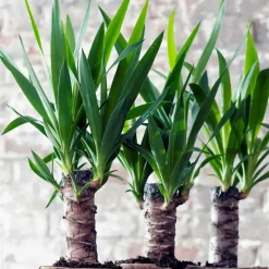 Palmlelie - Set van 6 - Yucca elephantipes - Hoogte 50-60cm - ⌀14cm