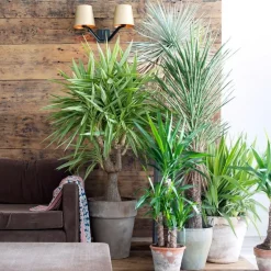 Palmlelie - Set van 6 - Yucca elephantipes - Hoogte 50-60cm - ⌀14cm