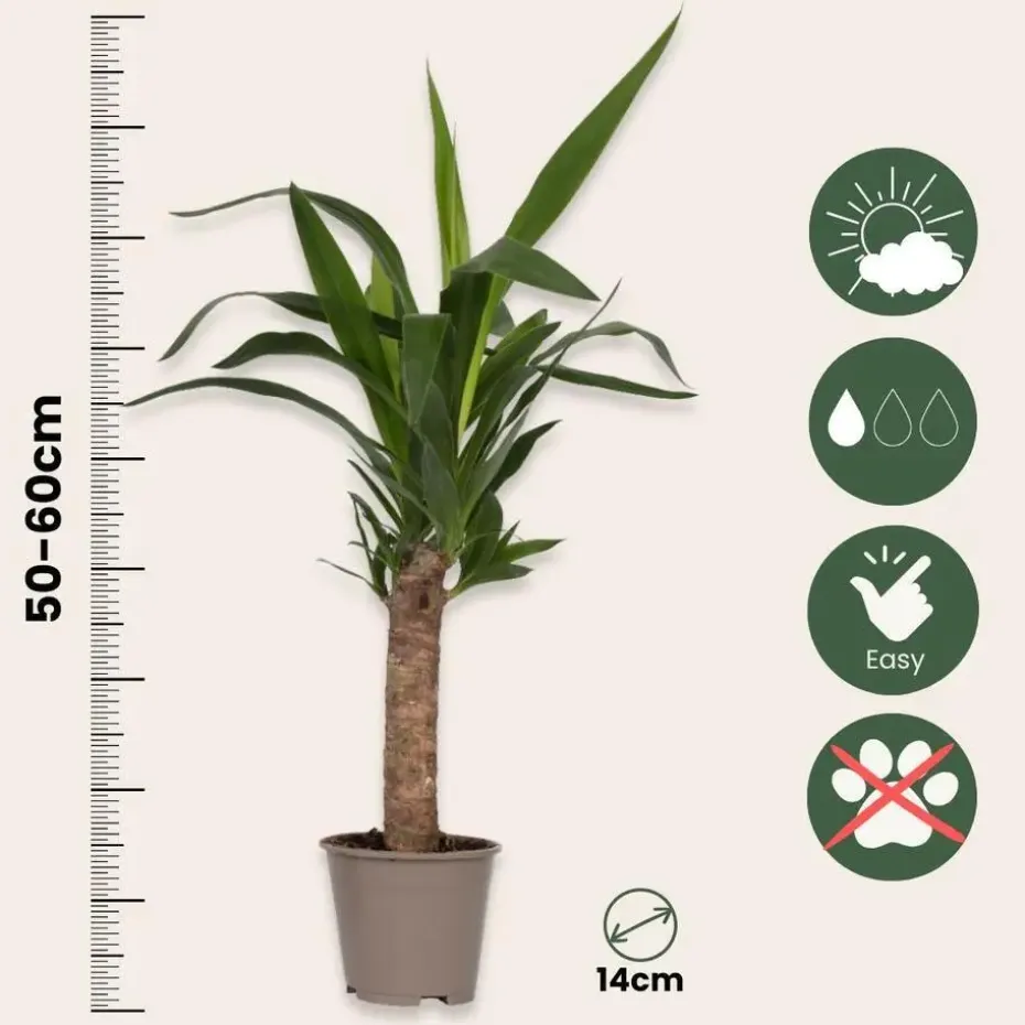 Palmlelie - Yucca elephantipes - Hoogte 50-60cm - ⌀14cm