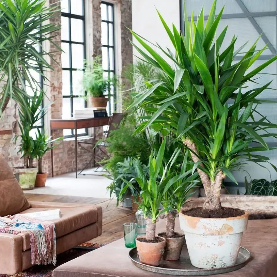 Palmlelie - Yucca elephantipes - Hoogte 50-60cm - ⌀14cm