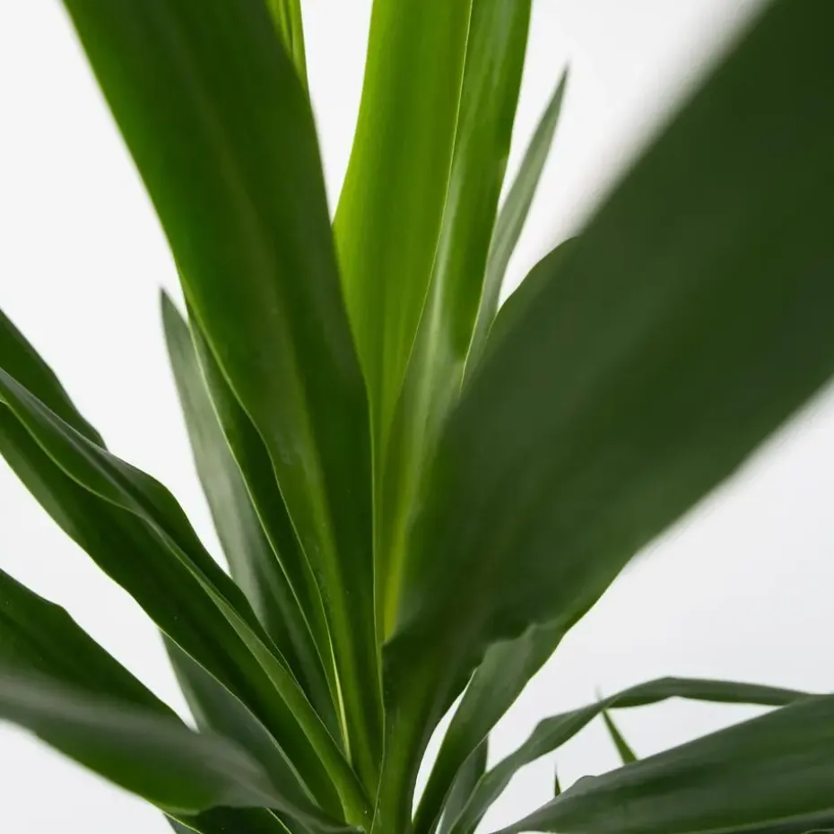 Palmlelie - Yucca elephantipes - Hoogte 50-60cm - ⌀14cm