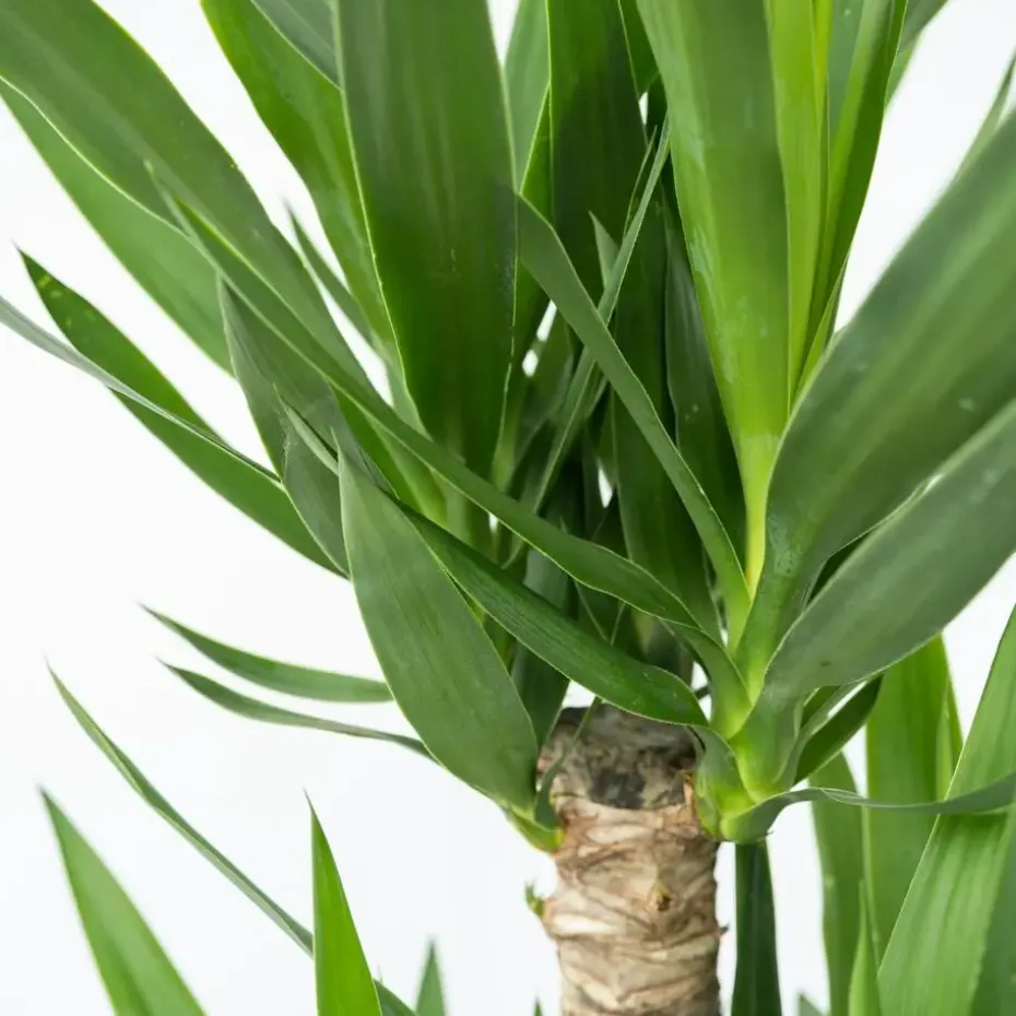 Palmlelie - Yucca elephantipes - Hoogte 70-80cm - ⌀21cm