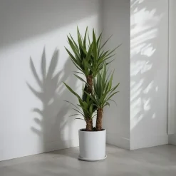 Palmlelie - Yucca elephantipes - Hoogte 70-80cm - ⌀21cm
