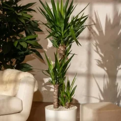 Palmlelie - Yucca elephantipes - Hoogte 70-80cm - ⌀21cm