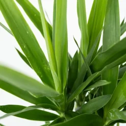 Palmlelie met mand - Yucca elephantipes - Hoogte 70-80cm - ⌀21cm