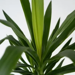 Palmlelie met mand - Yucca elephantipes - Hoogte 70-80cm - ⌀21cm