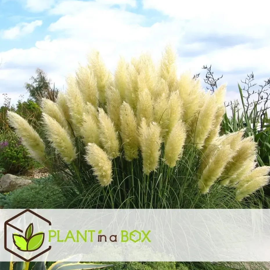 Pampasgras - Set van 6 - Cortaderia selloana - Hoogte 25-40cm - ⌀9cm