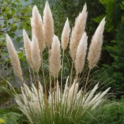 Pampasgras - Set van 3 - Cortaderia selloana - Hoogte 25-40cm - ⌀9cm