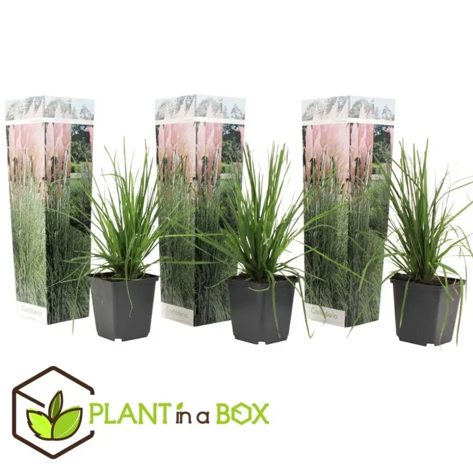 Pampasgras - Set van 3 - Cortaderia selloana - Hoogte 25-40cm - ⌀9cm