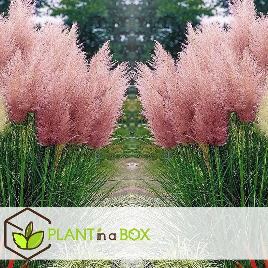 Pampasgras - Set van 3 - Cortaderia selloana - Hoogte 25-40cm - ⌀9cm