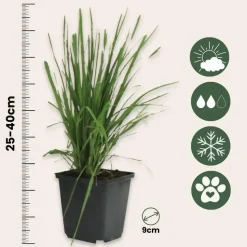 Pampasgras - Set van 3 - Cortaderia selloana - Hoogte 25-40cm - ⌀9cm
