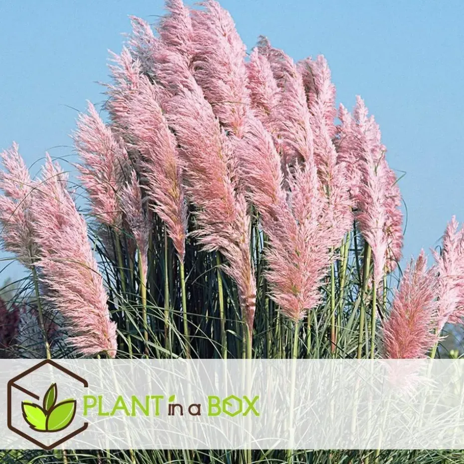Pampasgras - Set van 6 - Cortaderia selloana - Hoogte 25-40cm - ⌀9cm