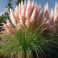 Pampasgras - Set van 6 - Cortaderia selloana - Hoogte 25-40cm - ⌀9cm