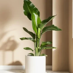 Paradijsvogelbloem - Set van 3 - Strelitzia reginea - Hoogte 25-40cm - ⌀9cm
