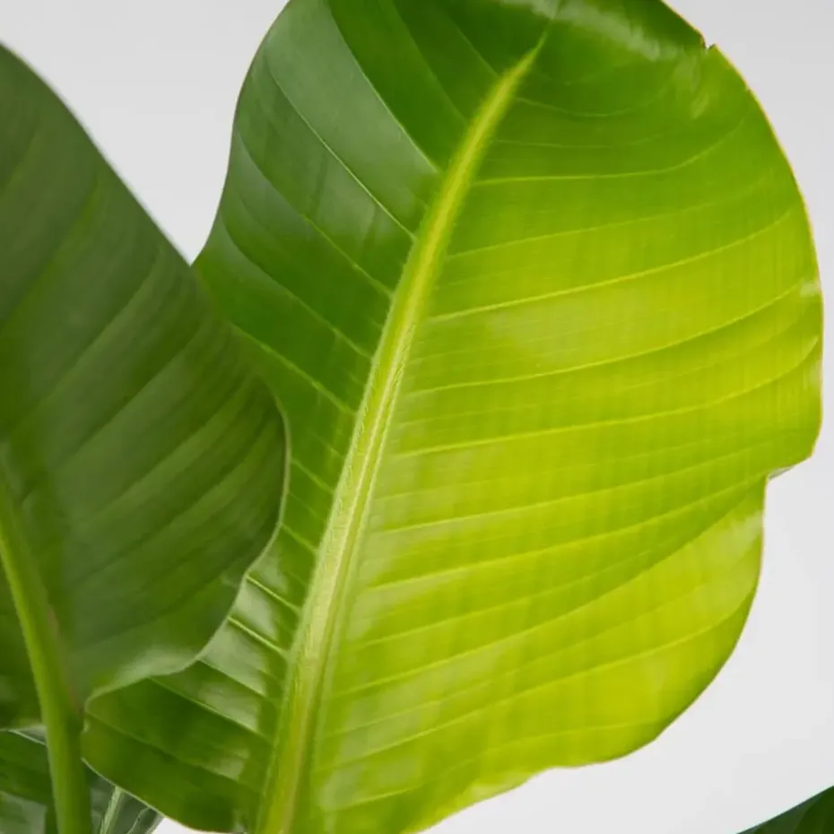 Paradijsvogelplant - Set van 2 - Strelitzia nicolai - Hoogte 55-70cm - ⌀17cm