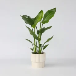 Paradijsvogelplant - Strelitzia nicolai - Hoogte 55-70cm - ⌀17cm