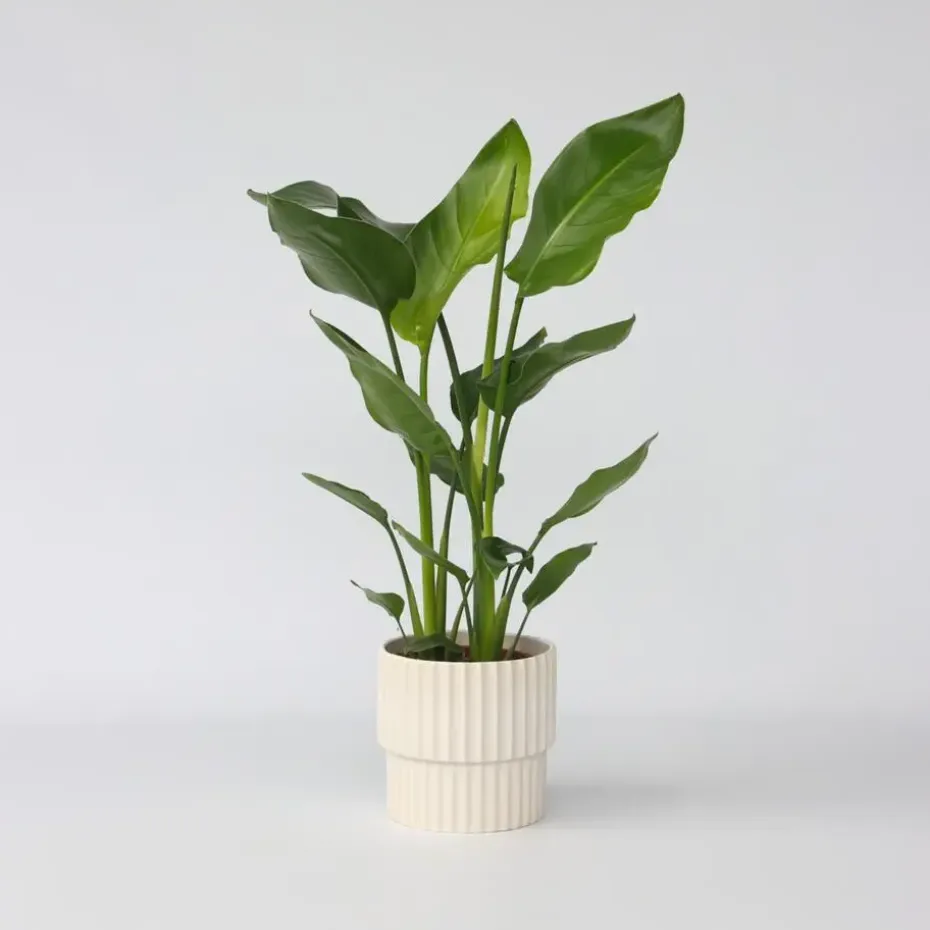 Paradijsvogelplant - Strelitzia nicolai - Hoogte 55-70cm - ⌀17cm