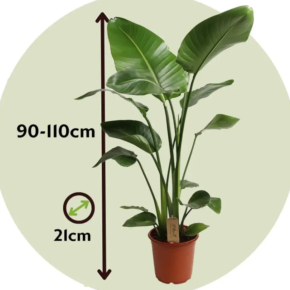 Paradijsvogelplant - Strelitzia nicolai - Hoogte 90-110cm - ⌀21cm