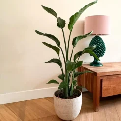 Paradijsvogelplant - Strelitzia nicolai - Hoogte 90-110cm - ⌀21cm