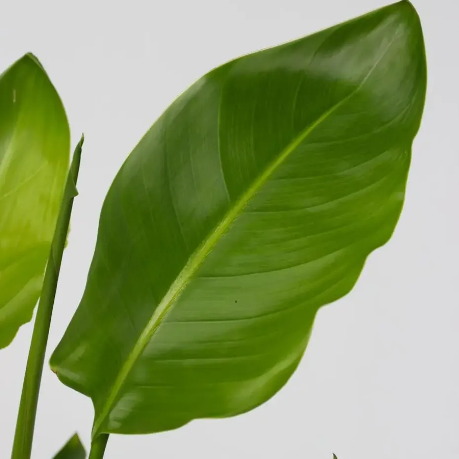 Paradijsvogelplant - Strelitzia nicolai - Hoogte 90-110cm - ⌀21cm