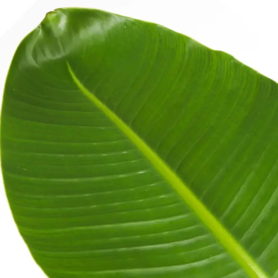 Paradijsvogelplant - Strelitzia nicolai - Hoogte 90-110cm - ⌀21cm