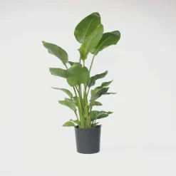 Paradijsvogelplant - Strelitzia nicolai - Hoogte 150-170cm - ⌀28cm