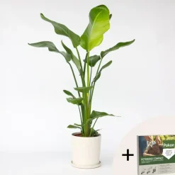 Paradijsvogelplant - Strelitzia nicolai - Hoogte 90-110cm - ⌀21cm