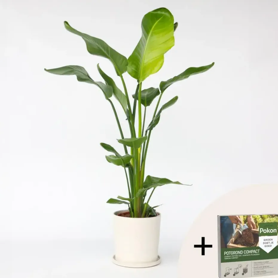 Paradijsvogelplant - Strelitzia nicolai - Hoogte 90-110cm - ⌀21cm