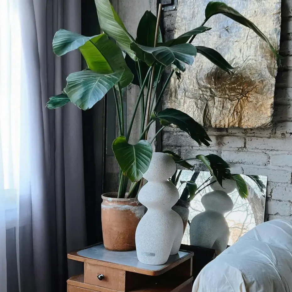 Paradijsvogelplant - Strelitzia nicolai - Hoogte 90-110cm - ⌀21cm