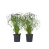 Parapluplant - Set van 2 - Cyperus alternifolius - Hoogte 40-50cm - ⌀14cm
