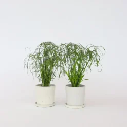 Parapluplant - Set van 2 - Cyperus alternifolius - Hoogte 40-50cm - ⌀14cm
