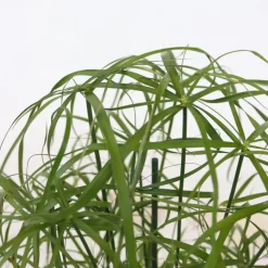 Parapluplant - Set van 2 - Cyperus alternifolius - Hoogte 40-50cm - ⌀14cm