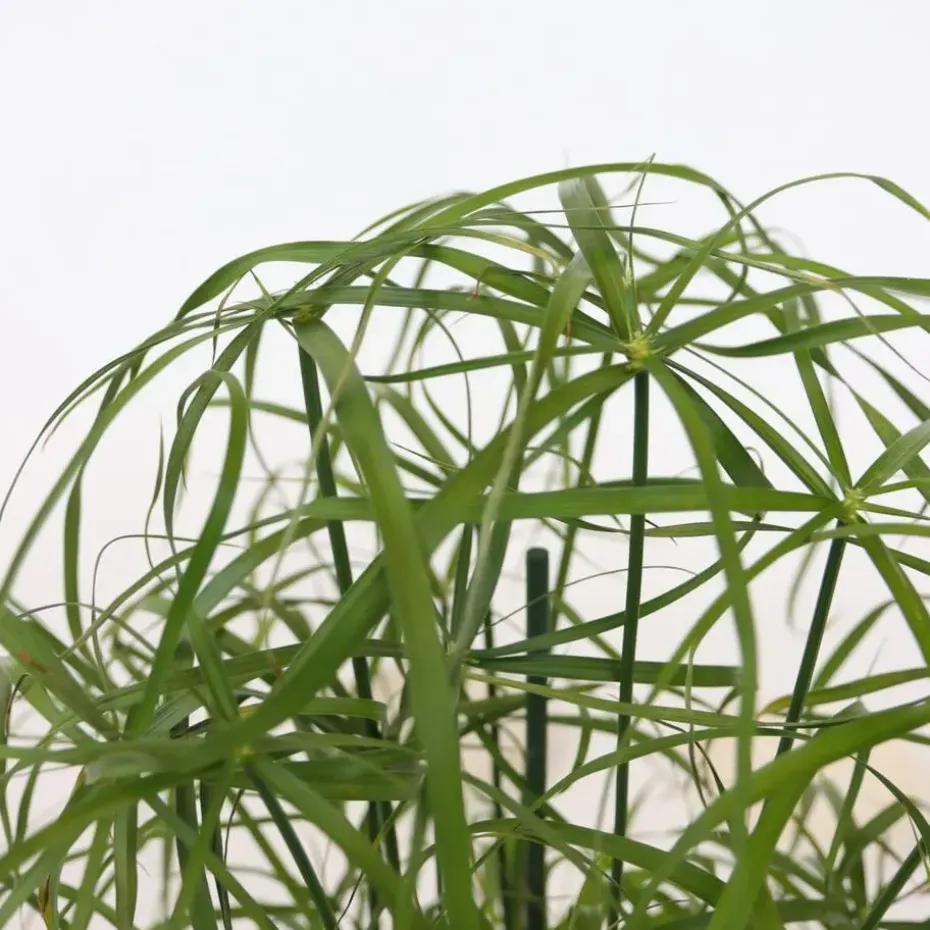Parapluplant - Set van 2 - Cyperus alternifolius - Hoogte 40-50cm - ⌀14cm