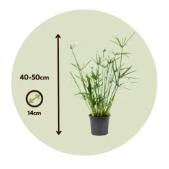 Parapluplant - Set van 2 - Cyperus alternifolius - Hoogte 40-50cm - ⌀14cm