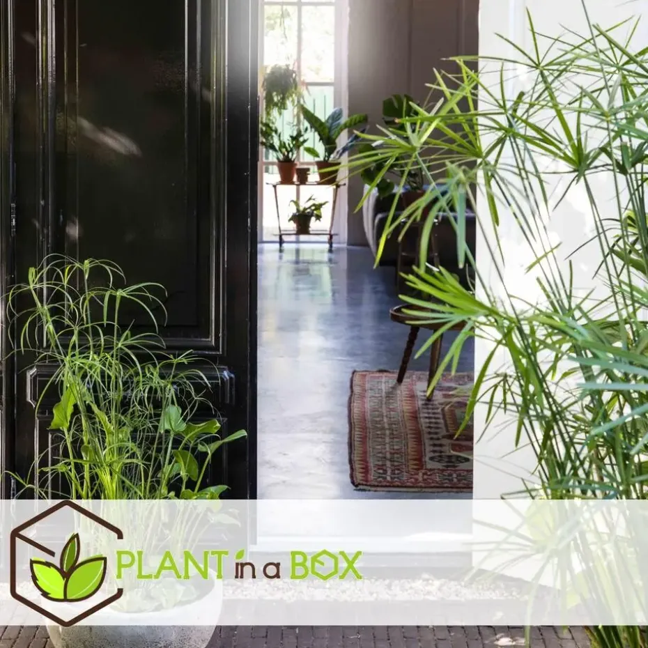 Parapluplant - Set van 2 - Cyperus alternifolius - Hoogte 40-50cm - ⌀14cm