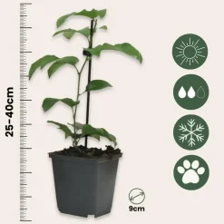 Passiebloem - Set van 6 - Passiflora edulis 'Frederick' - Hoogte 25-40cm - ⌀9cm