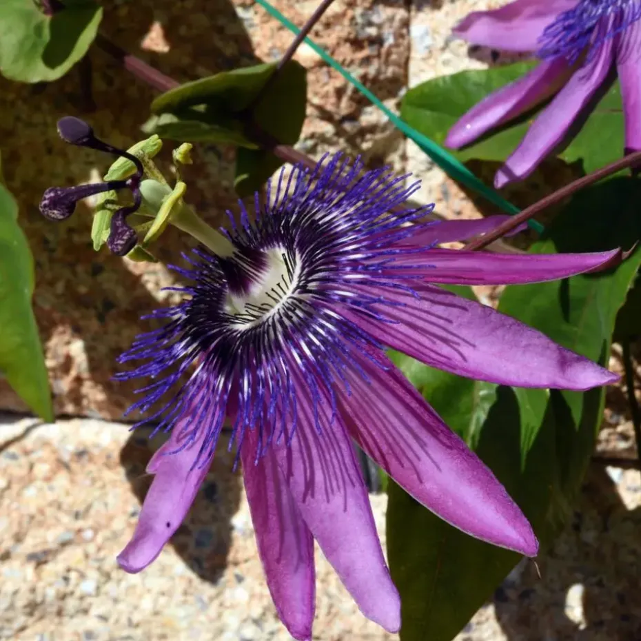 Passiebloem - Set van 3 - Passiflora hybridum - Hoogte 25-40cm - ⌀9cm