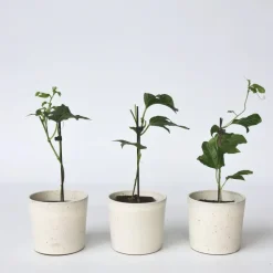 Passiebloem - Set van 3 - Passiflora edulis 'Frederick' - Hoogte 25-40cm - ⌀9cm