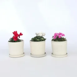 Perzisch cyclaam - Set van 6 - Cyclamen persicum - Hoogte 10-20cm - ⌀9cm