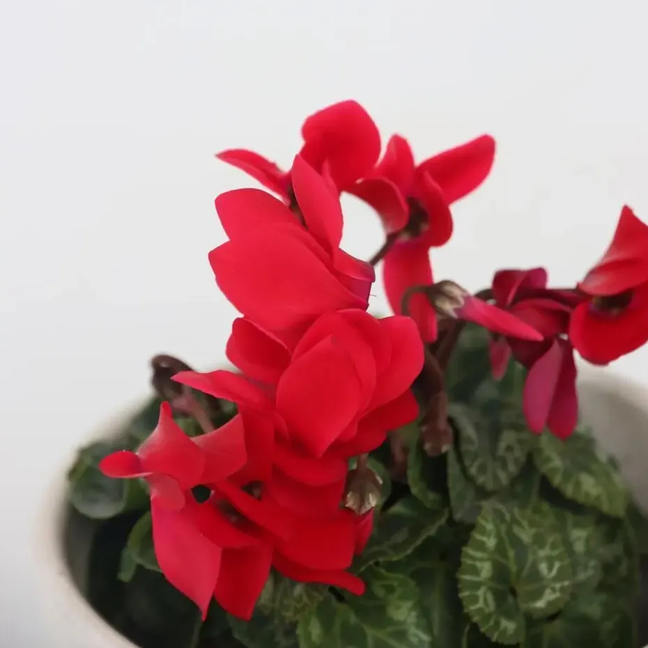 Perzisch cyclaam - Set van 6 - Cyclamen persicum - Hoogte 10-20cm - ⌀9cm