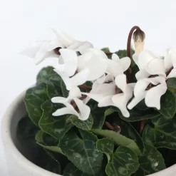 Perzisch cyclaam - Set van 6 - Cyclamen persicum - Hoogte 10-20cm - ⌀9cm