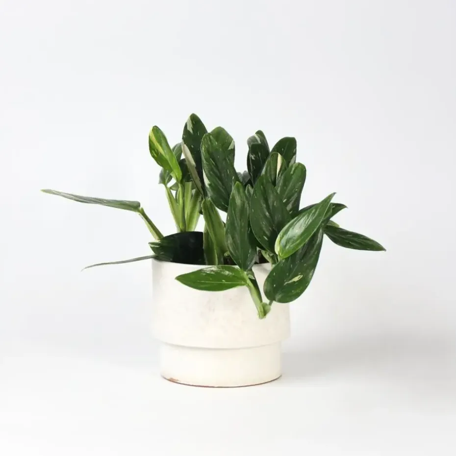Philodendron - Philodendron Cobra - Hoogte 55-65cm - ⌀19cm