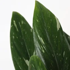 Philodendron - Philodendron Cobra - Hoogte 55-65cm - ⌀19cm
