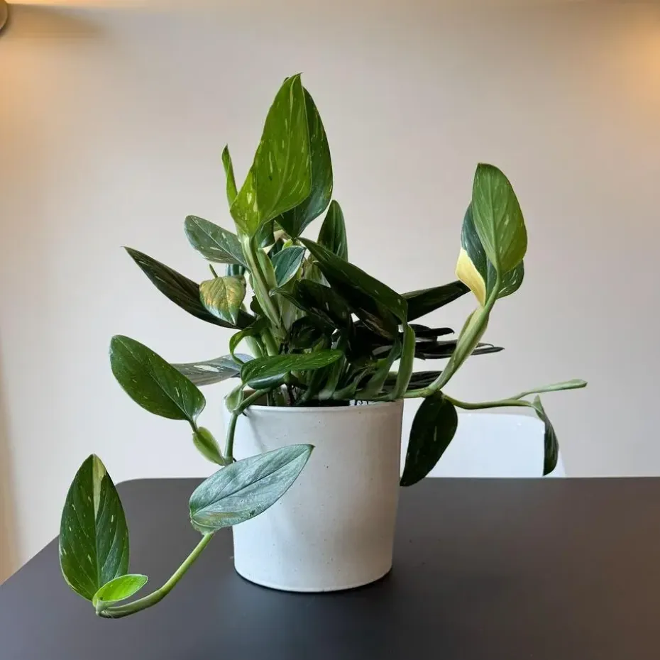 Philodendron - Philodendron Cobra - Hoogte 55-65cm - ⌀19cm