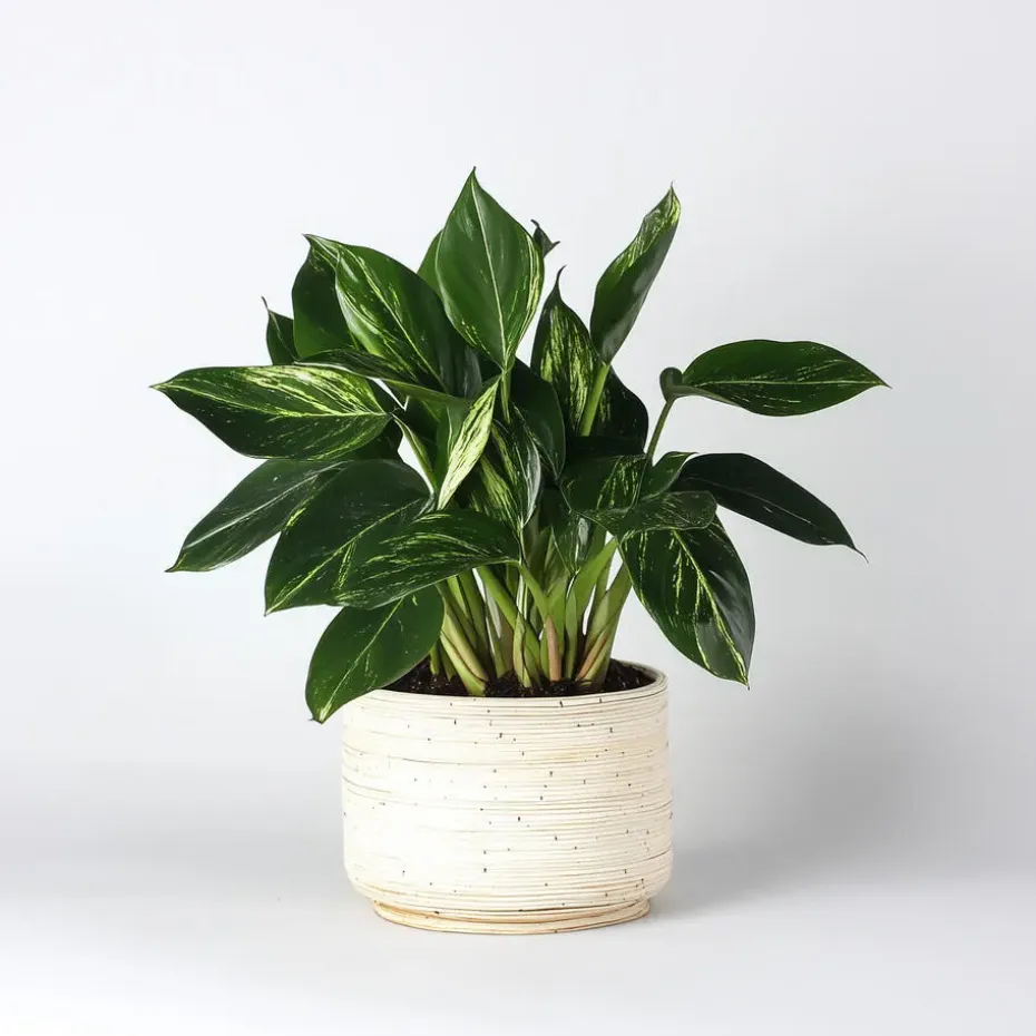 Philodendron - Philodendron Cobra - Hoogte 55-65cm - ⌀19cm